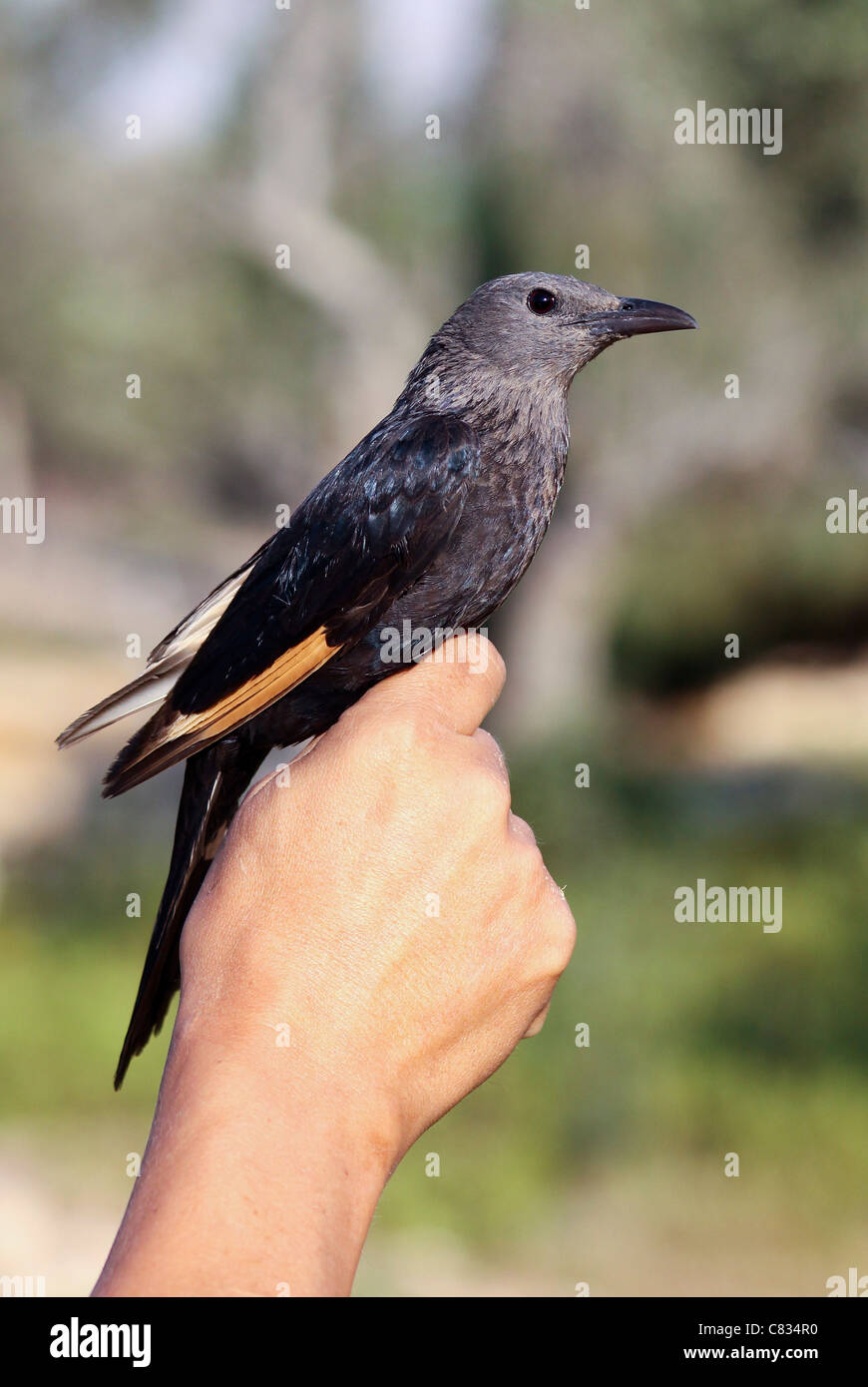 Ringing a female Tristram's Starling or Tristram's Grackle (Onychognathus tristramii) Stock Photo