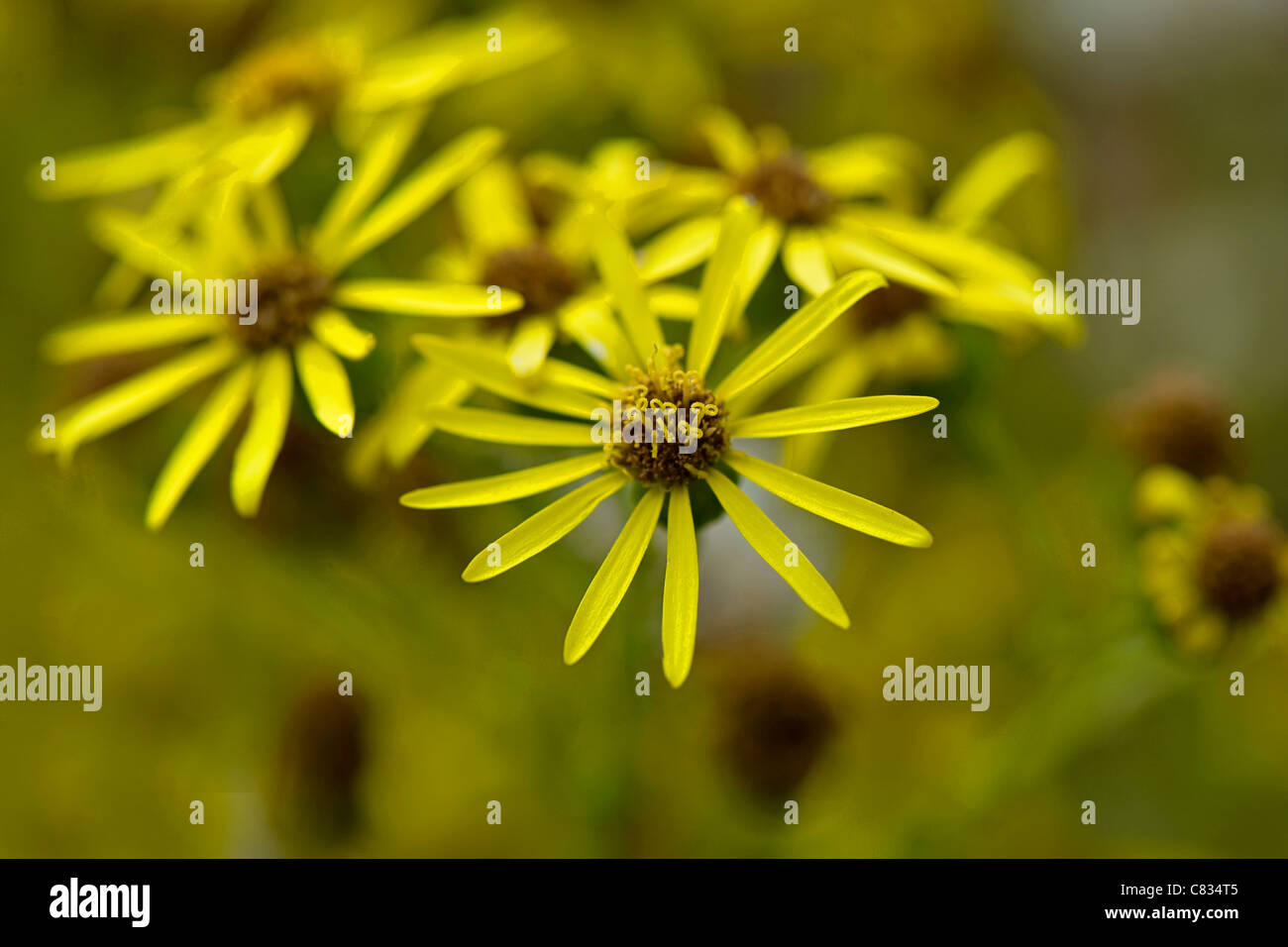 Ragwort hi-res stock photography and images - Alamy