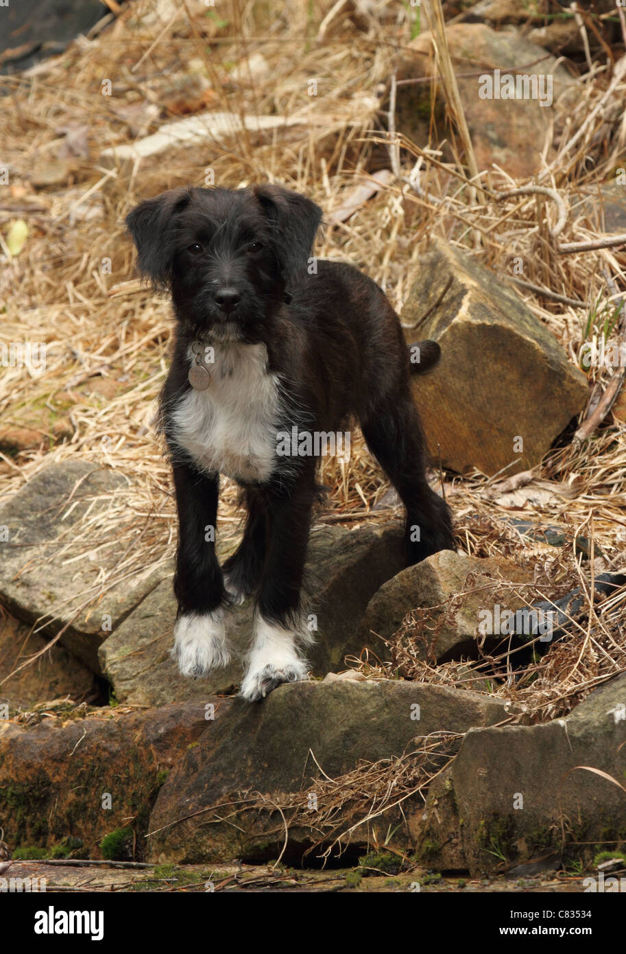 jack russell cross miniature poodle