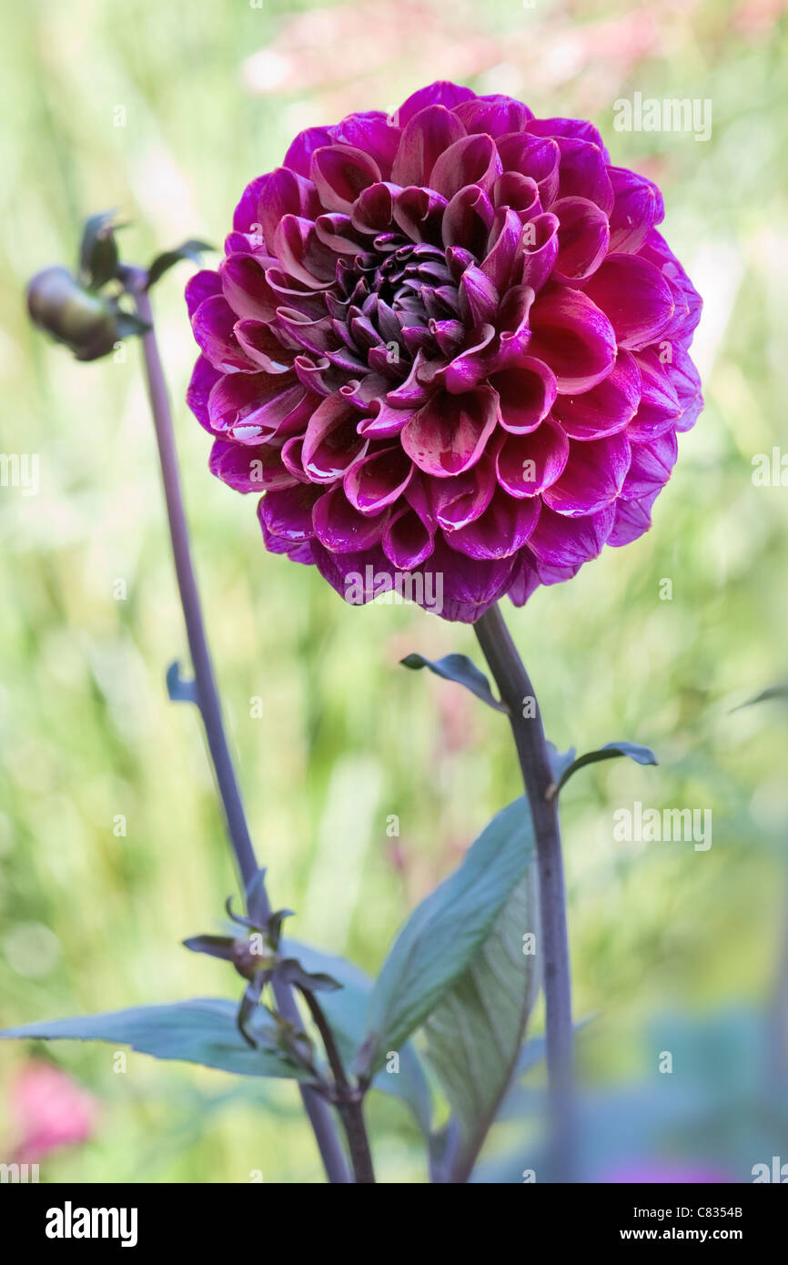 Purple Chrysanthemum flower Stock Photo