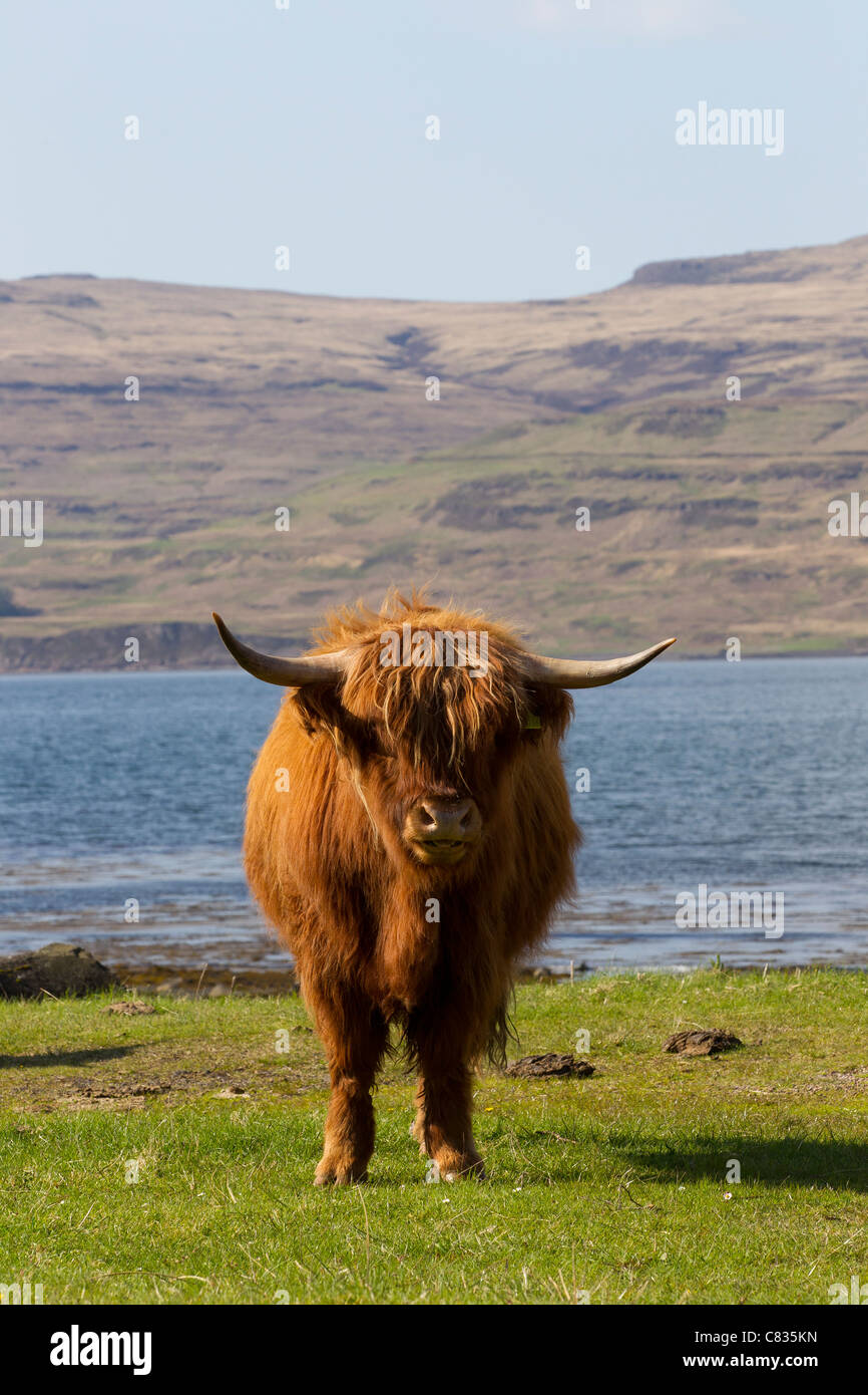 scottish highland cow cattle scotland landscape sunny summer graze grazing steer steers cows Stock Photo