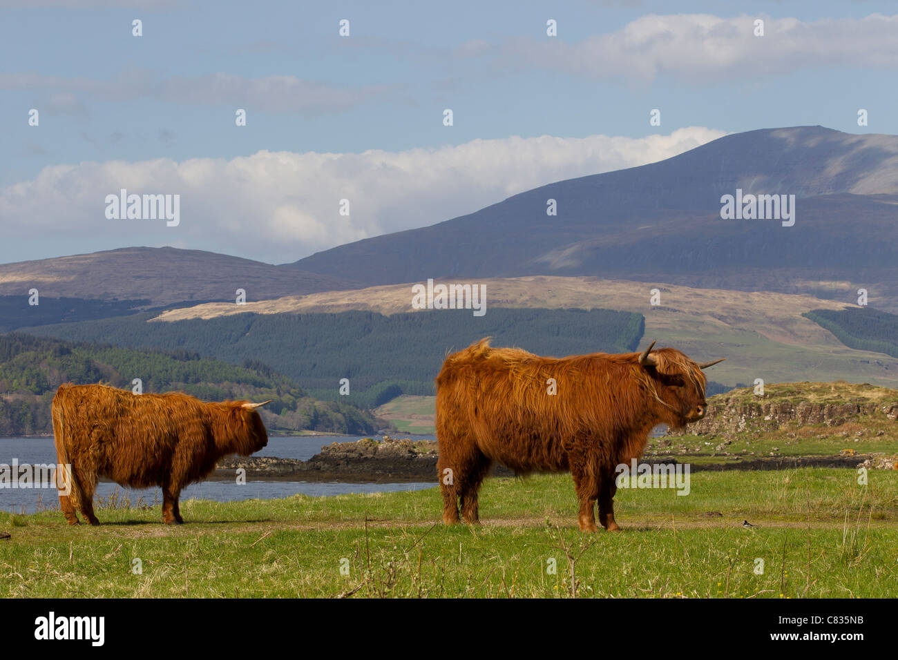 scottish highland cow cattle scotland landscape sunny summer graze grazing steer steers cows Stock Photo