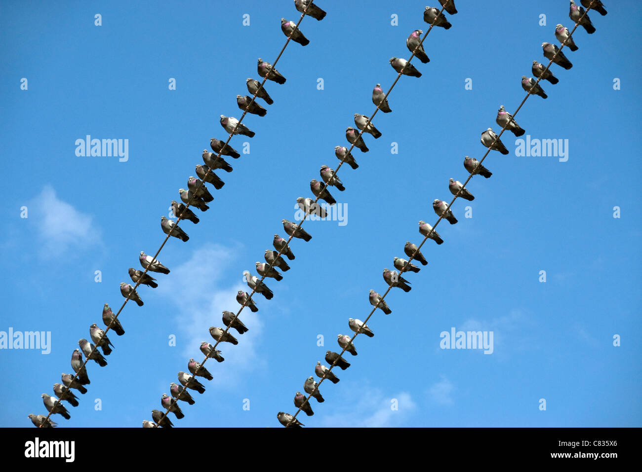 Pigeons on the wire Stock Photo Alamy