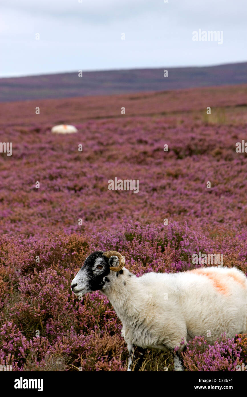 Hill sheep.Upland farming.hill farming.Agriculture.meat industry. Stock Photo