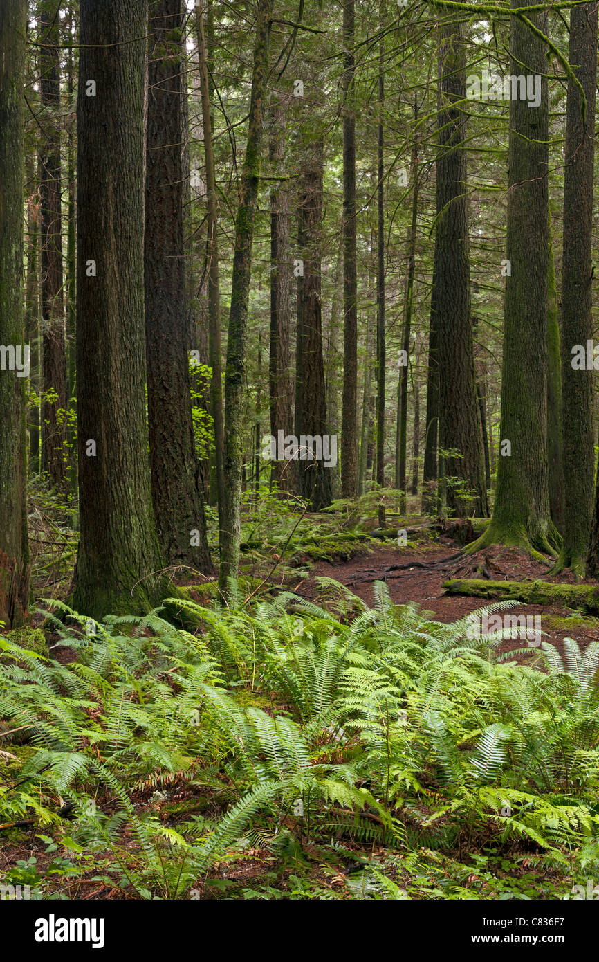 Virgin forest with high trees Stock Photo