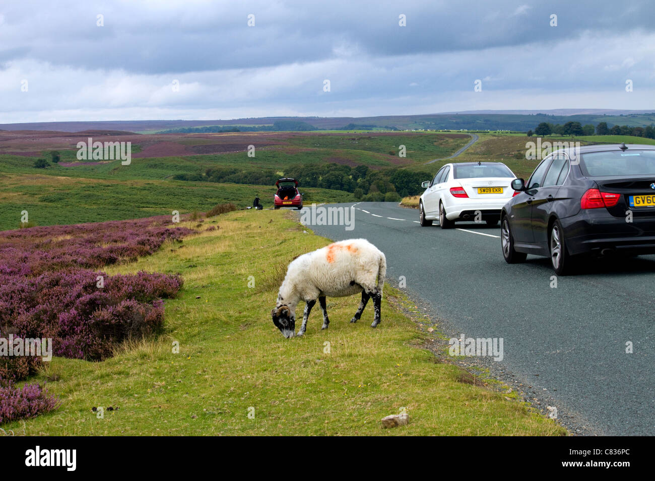 Hill sheep.Upland farming.hill farming.Agriculture.meat industry. Stock Photo
