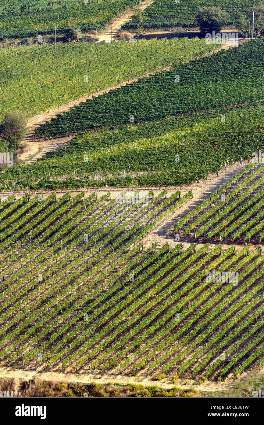 Vineyards of Tuscany, Italy. Stock Photo