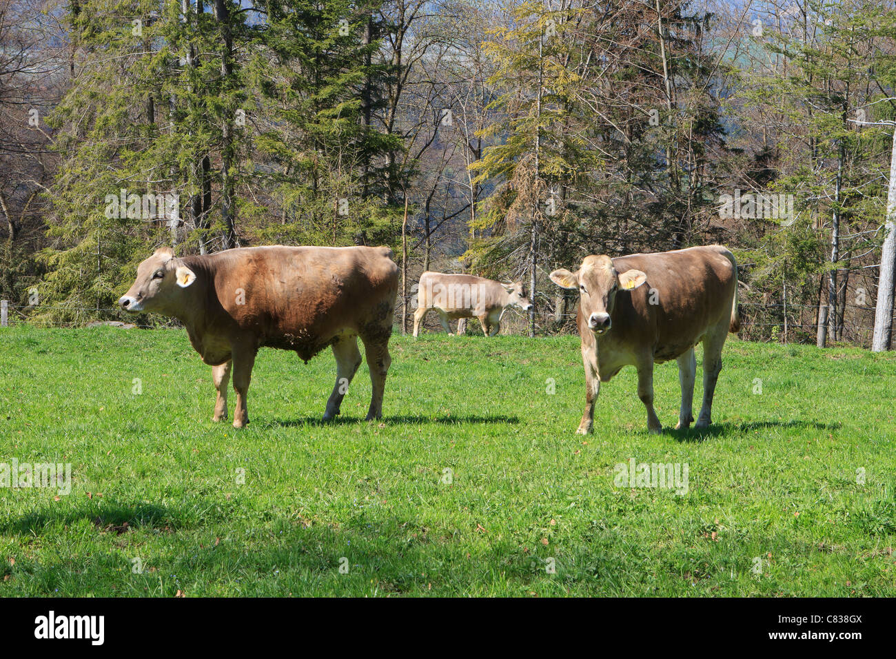 swiss cows Stock Photo