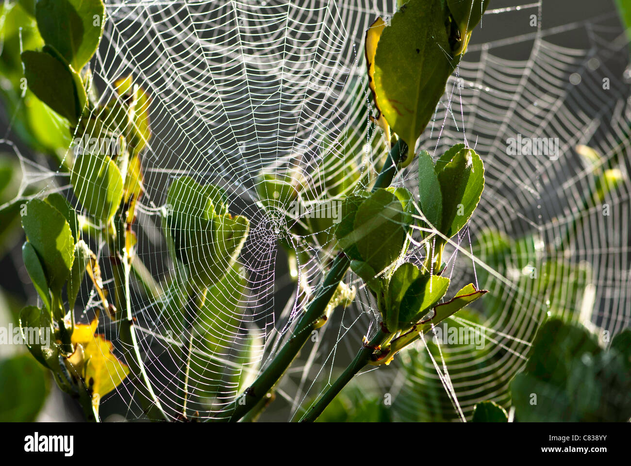 Spiders webs with dew on plant Stock Photo Alamy