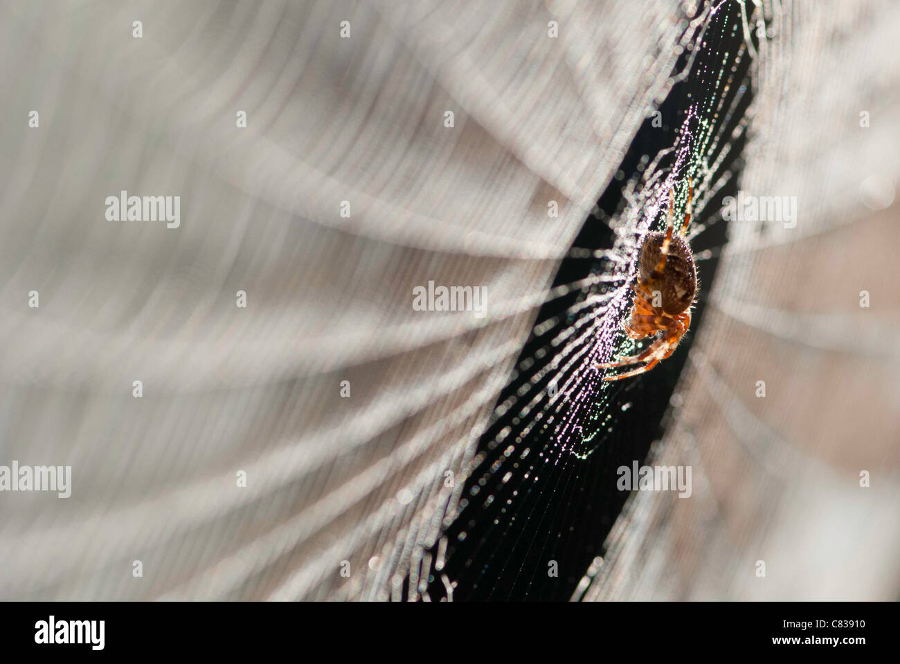 Close up of spiders web covered in dew and spider in the centre Stock Photo