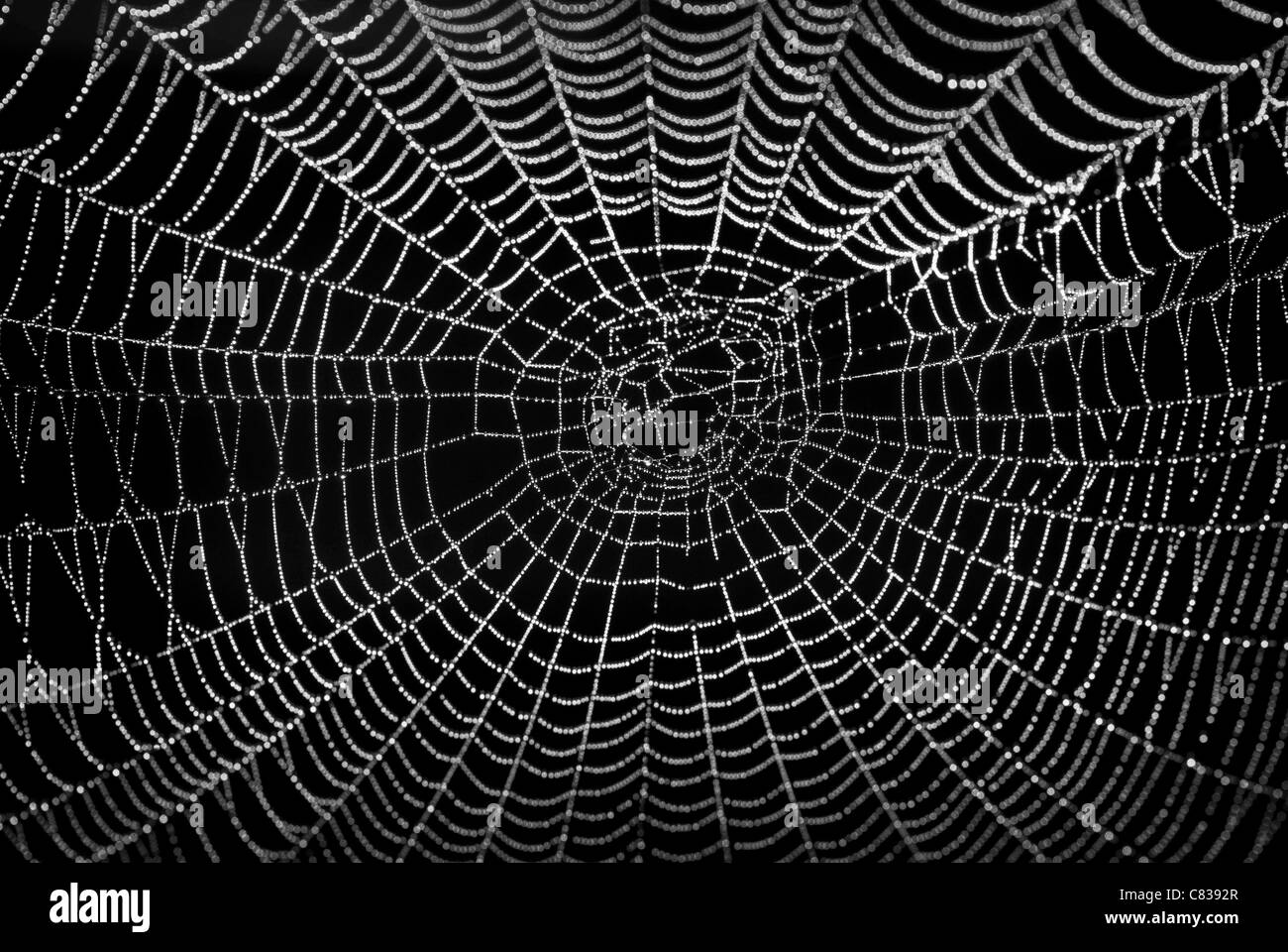 Spiders web covered in dew with black background. Stock Photo