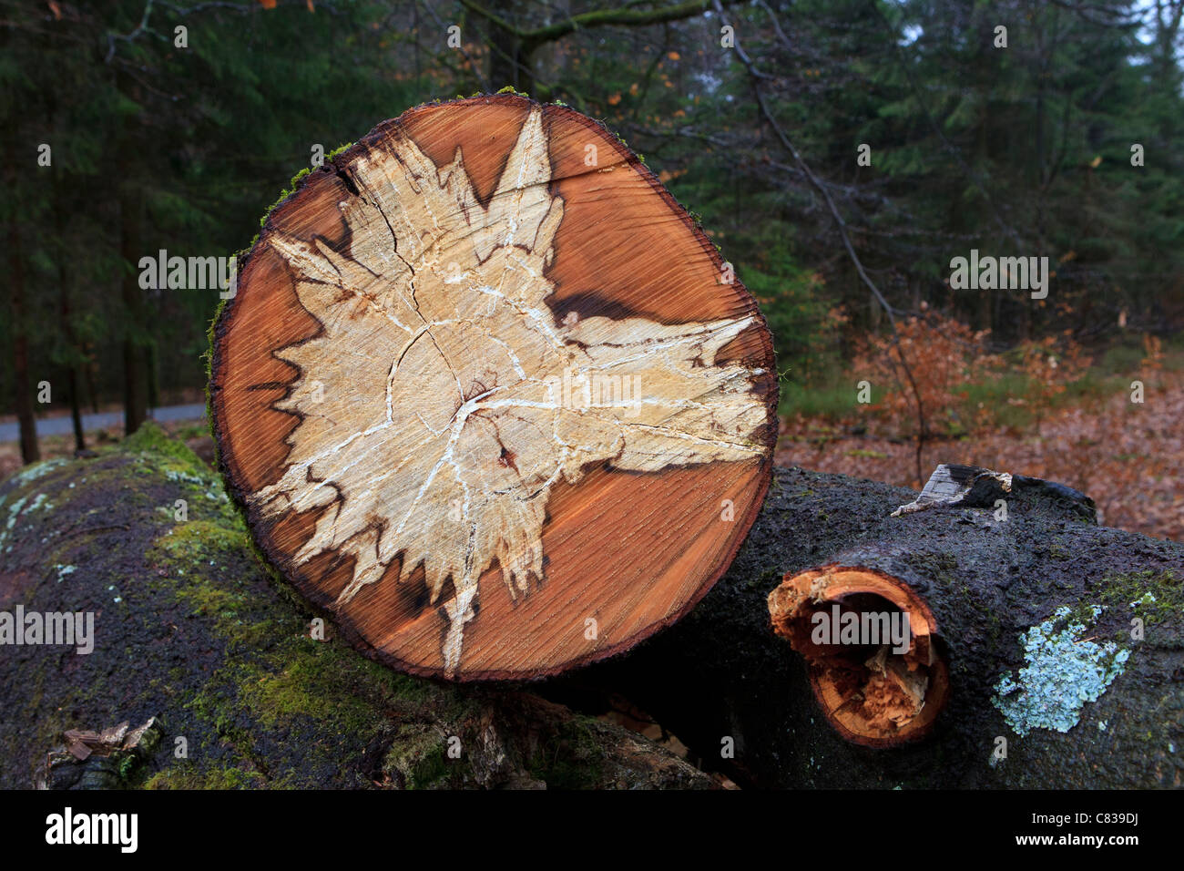 tree heart Stock Photo