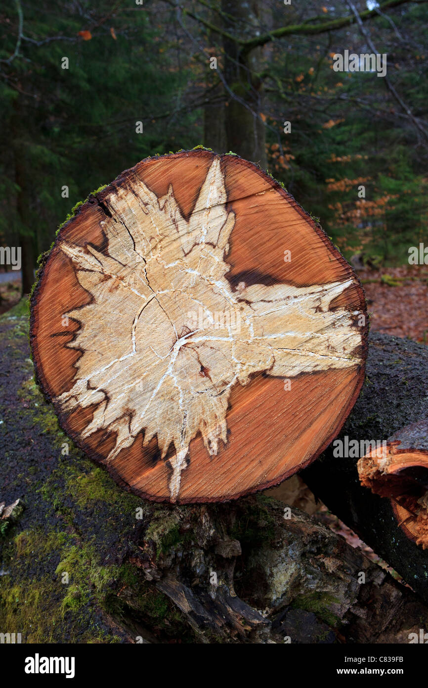 tree heart Stock Photo
