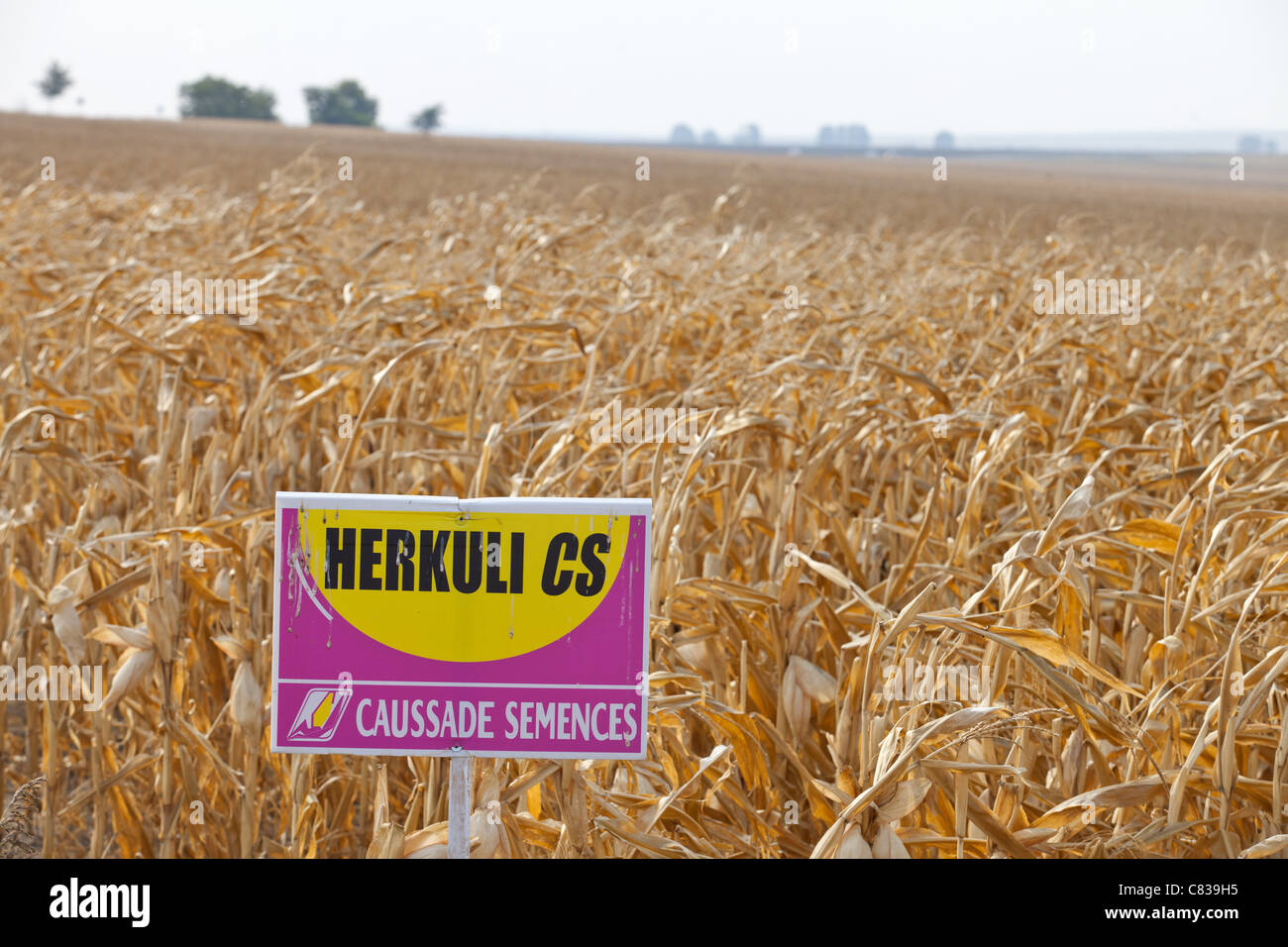 Genetically modified crops in Romania Stock Photo