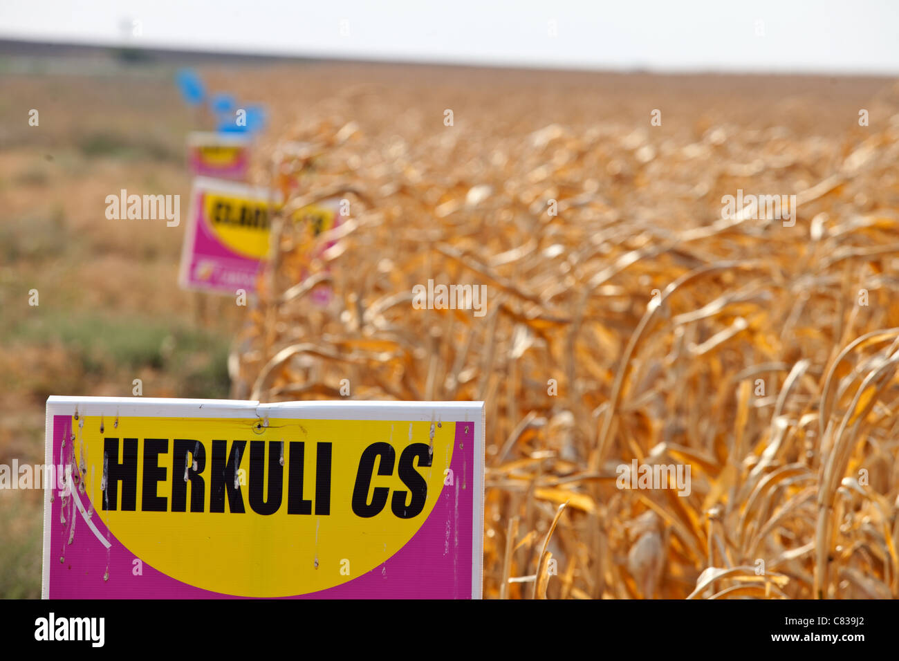 Genetically modified crops in Romania Stock Photo