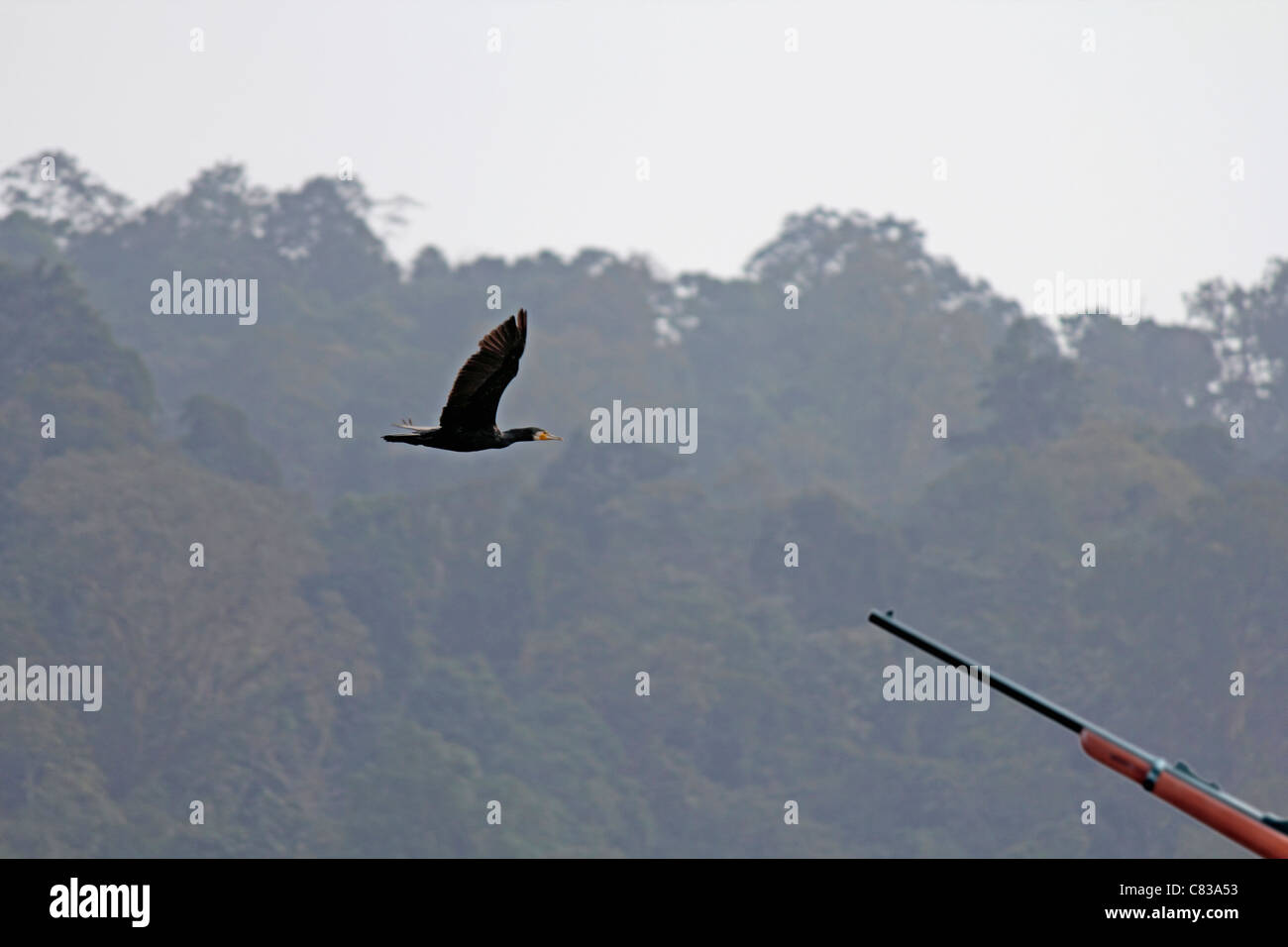Hunter with shotgun rifle aiming at Phalacrocorax Carbo in Flight Stock ...