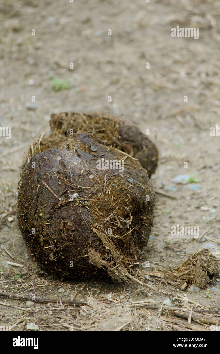 Elephant Dung Stock Photos & Elephant Dung Stock Images Alamy