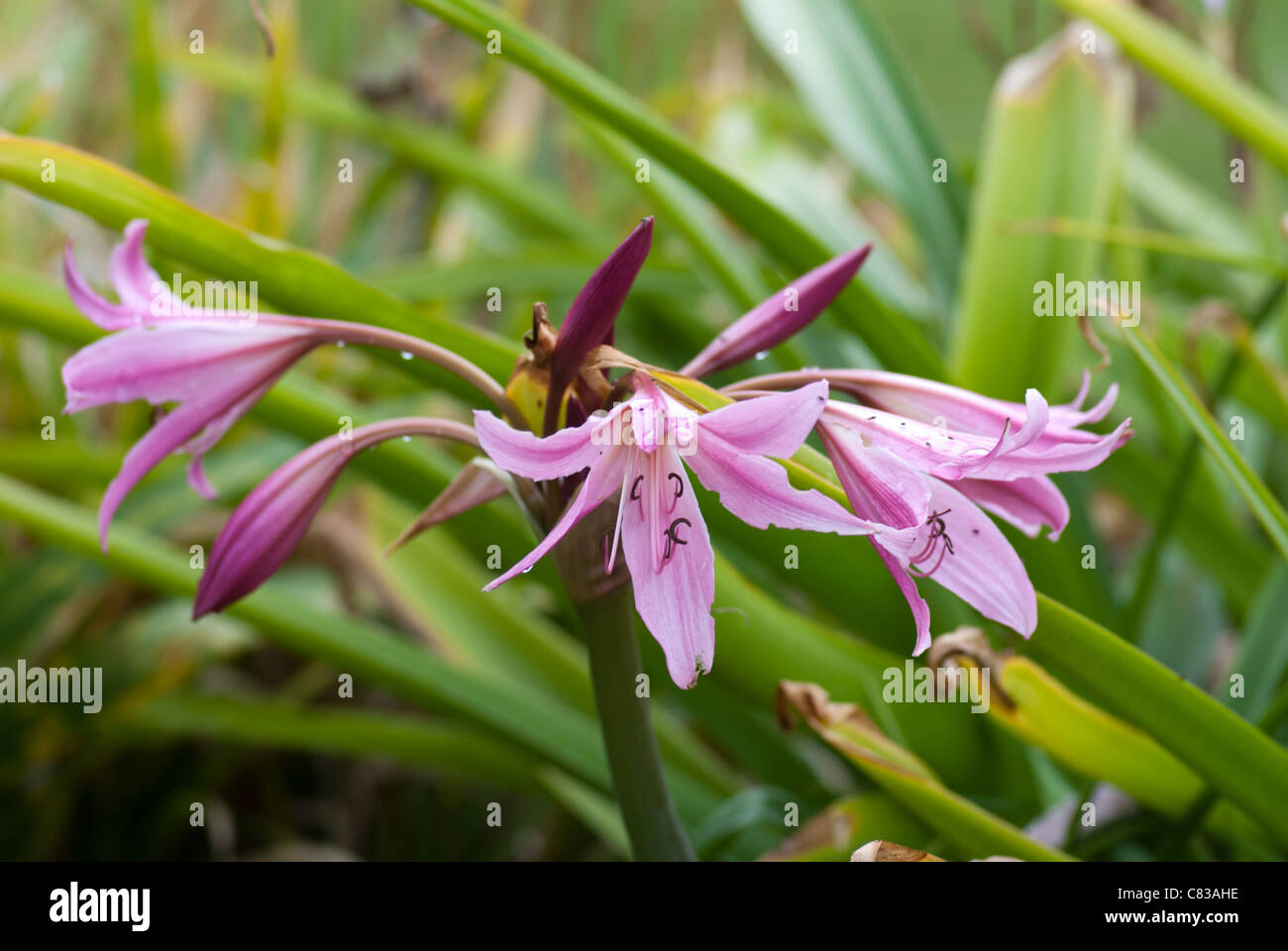 Crinum x powellii "late summer flower" Stock Photo