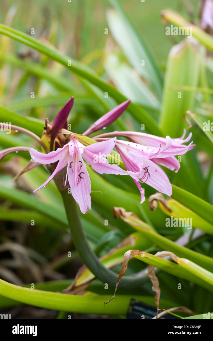 Crinum x powellii Stock Photo
