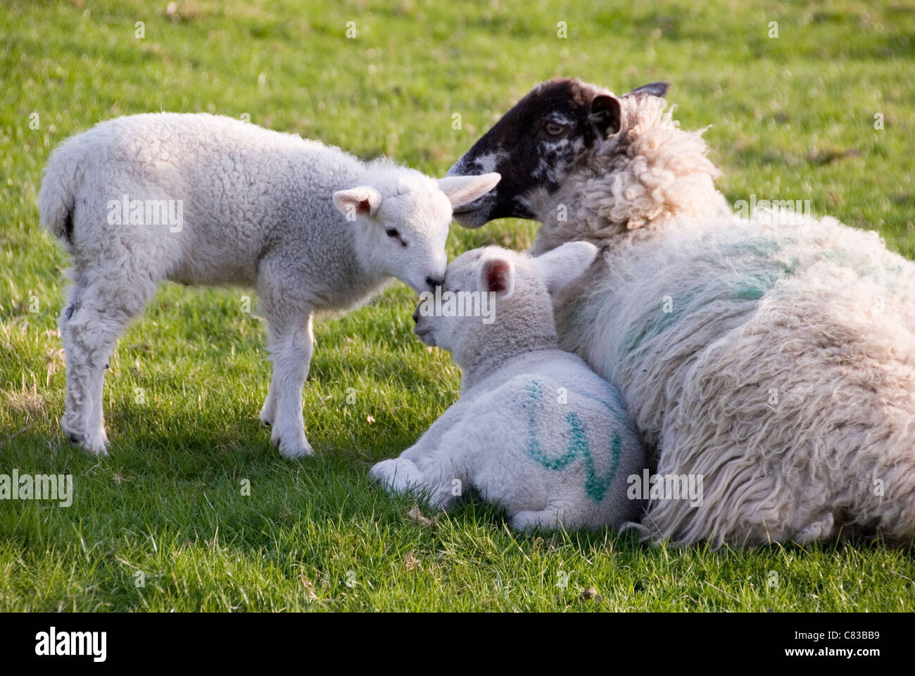 Close up on Mother Sheep and Baby Lambs Lying in Field, Grounds of Chatsworth House, Derbyshire, UK Stock Photo