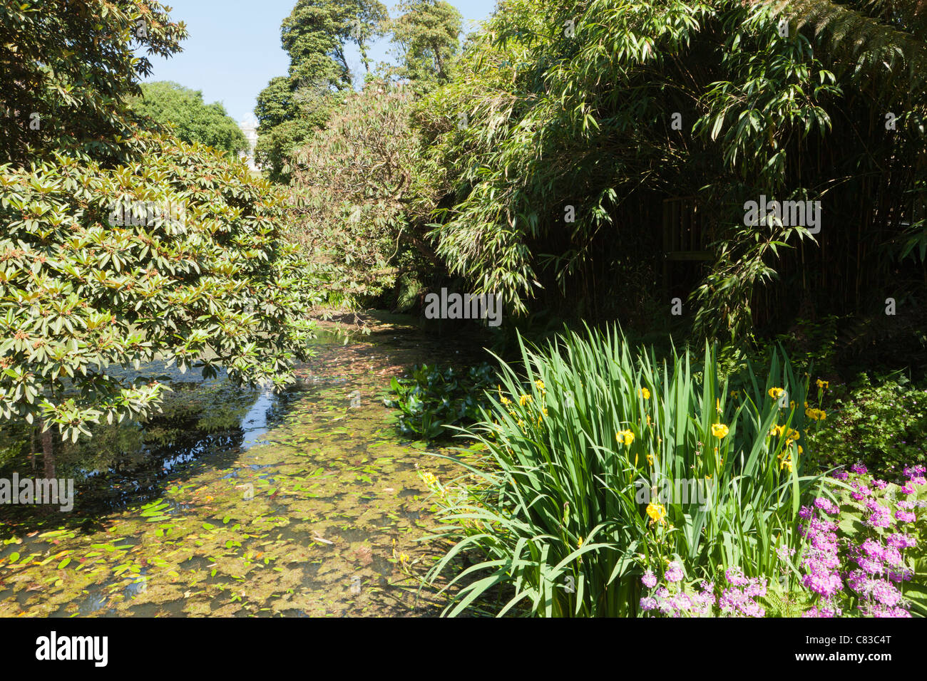 The Jungle at The Lost Gardens of Heligan, Pentewan, St.Austell, Cornwall Stock Photo