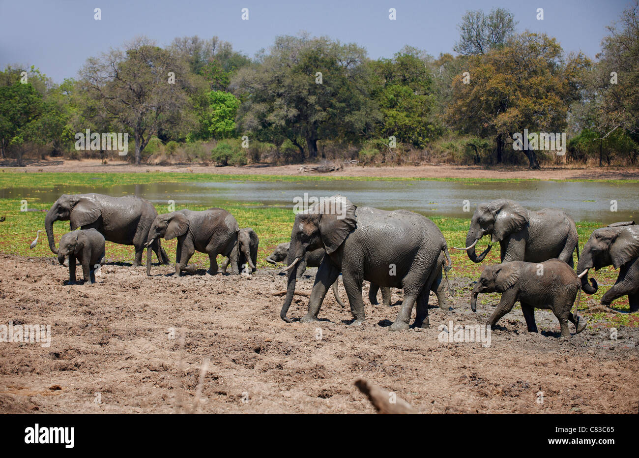 herd of African Bush Elephant, Loxodonta africana, South Luangwa