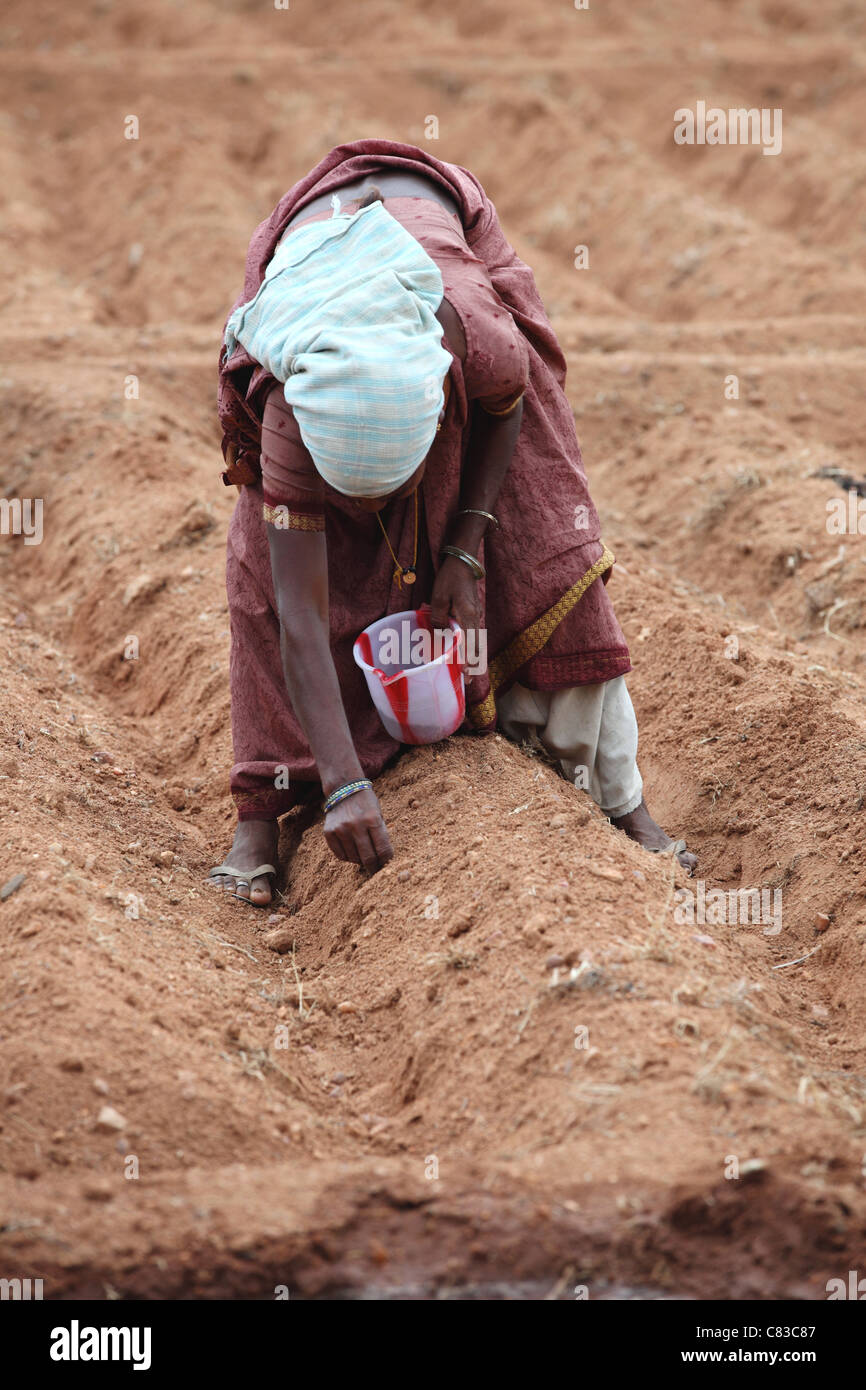 Woman working in a field Andhra Pradesh South India Stock Photo - Alamy