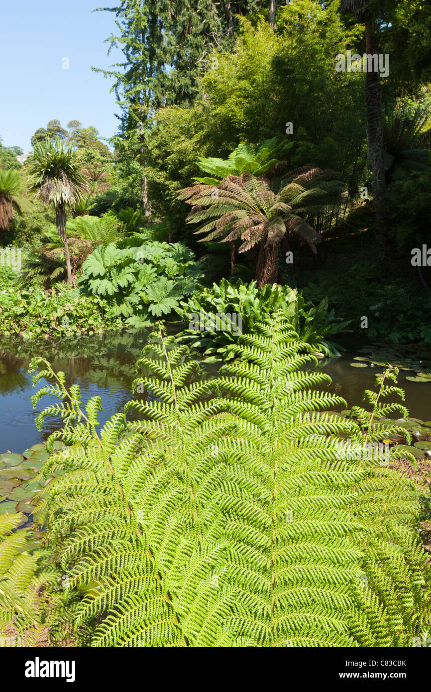 Ferns beside a pond in the Jungle at The Lost Gardens of Heligan, Pentewan, St.Austell, Cornwall Stock Photo