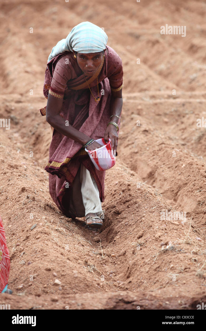 Woman working in a field Andhra Pradesh South India Stock Photo - Alamy