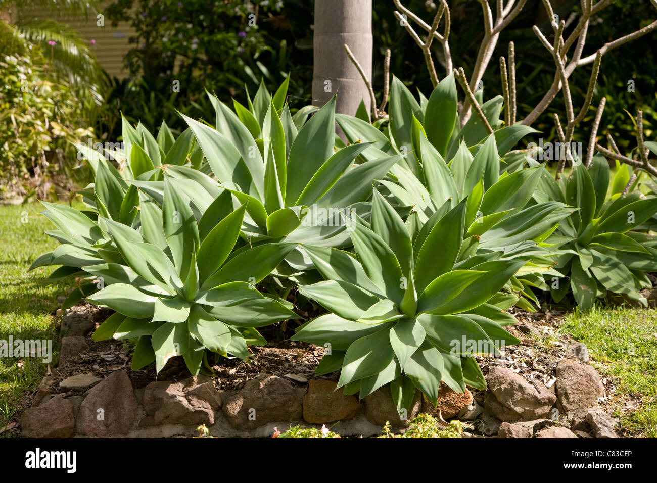 agave attenuata plants in sydney,australia Stock Photo Alamy