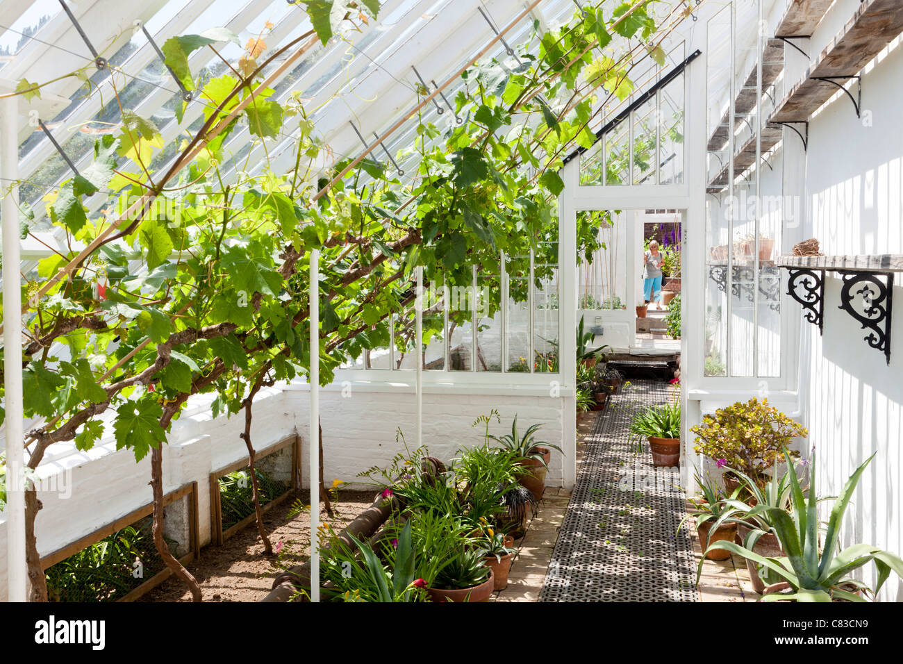 One of the restored greenhouses at The Lost Gardens of Heligan, Pentewan, St.Austell, Cornwall