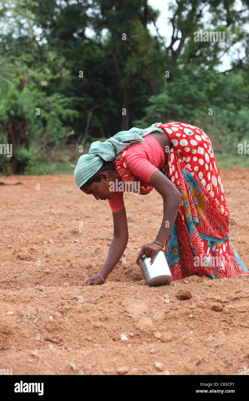 Woman working in a field Andhra Pradesh South India Stock Photo - Alamy