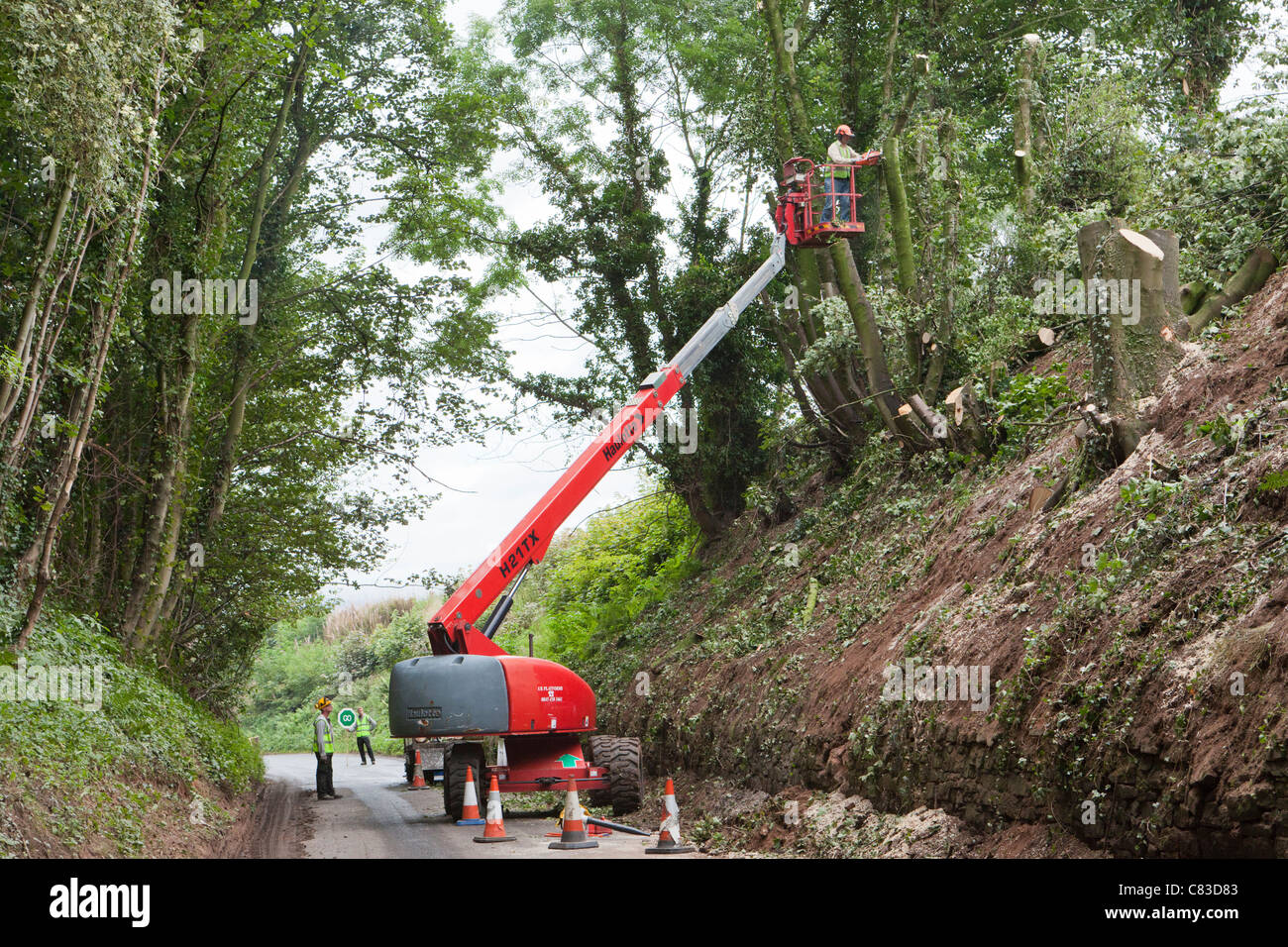 A tree surgeon felling trees via a cherry picker in a deep narrow lane at Irthington, Cumbria UK Stock Photo