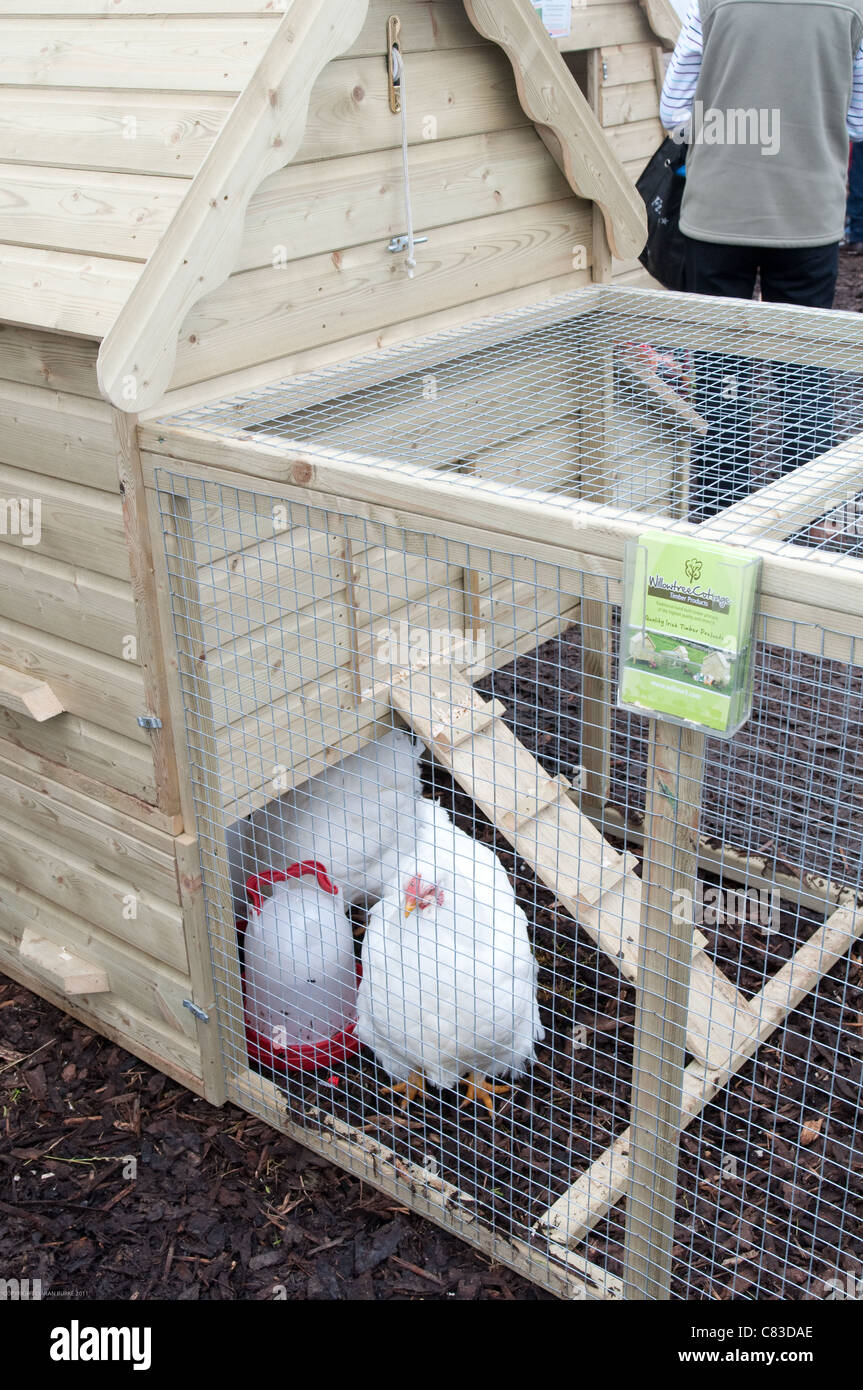 HEN IN CHICKEN RUN Stock Photo Alamy