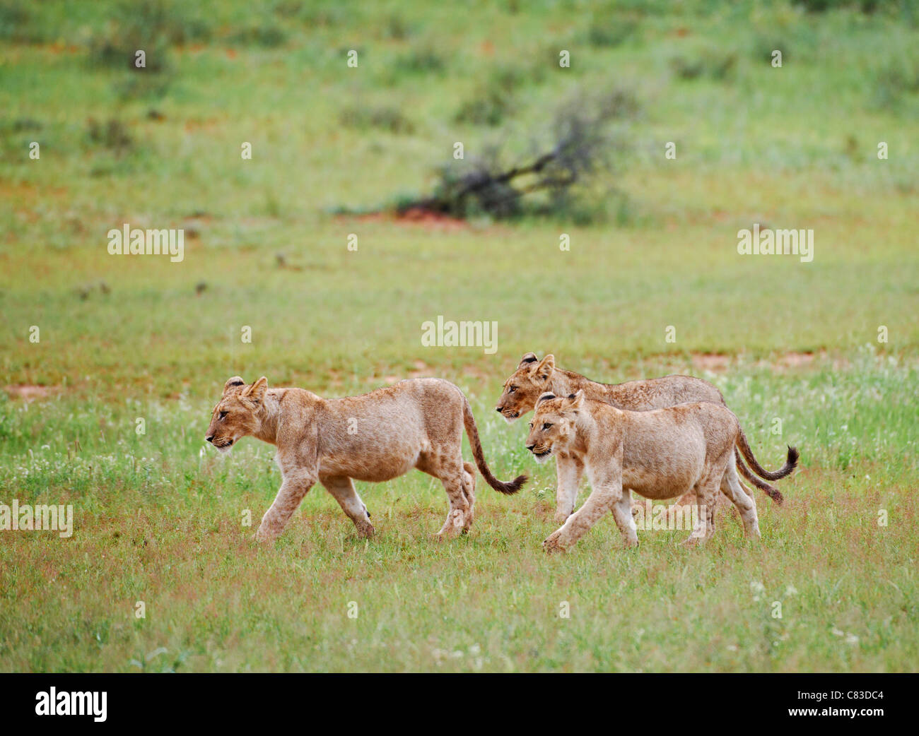 three lion cubs, Panthera leo, Kgalagadi Transfrontier Park, South Africa, Africa Stock Photo