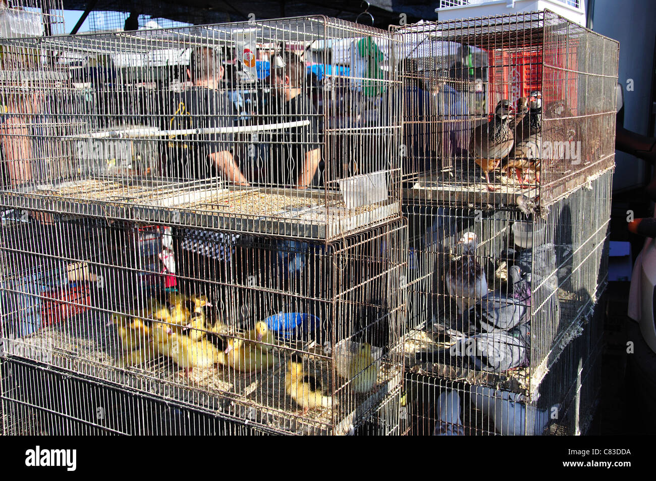 Bird cages at Bonavista Sunday Market, Bonavista, near Salou, Costa Daurada, Province of Tarragona, Catalonia, Spain Stock Photo - Alamy Bird cages at Bonavista Sunday Market, Bonavista, near Salou, Costa Daurada, Province of Tarragona, Catalonia, Spain Stock Photo - Alamy