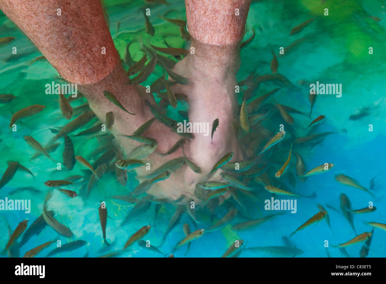 Cambodia, Siem Reap, Fish Foot Massage Spa Stock Photo