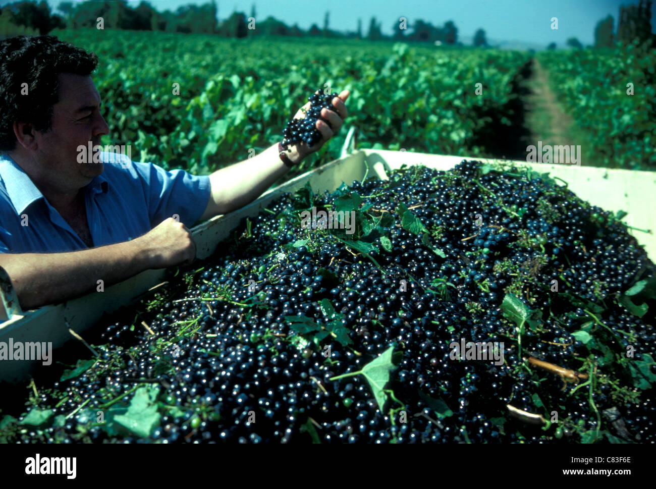 Harvesting grapes Pokolbin area Hunter river valley, NSW Australia, 1969 Stock Photo