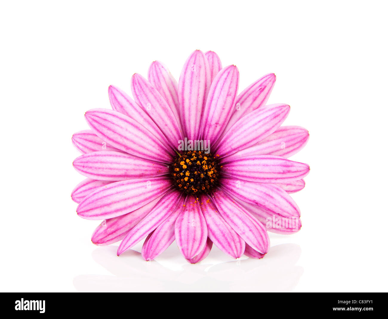 pink daisy in closeup isolated on white background Stock Photo - Alamy