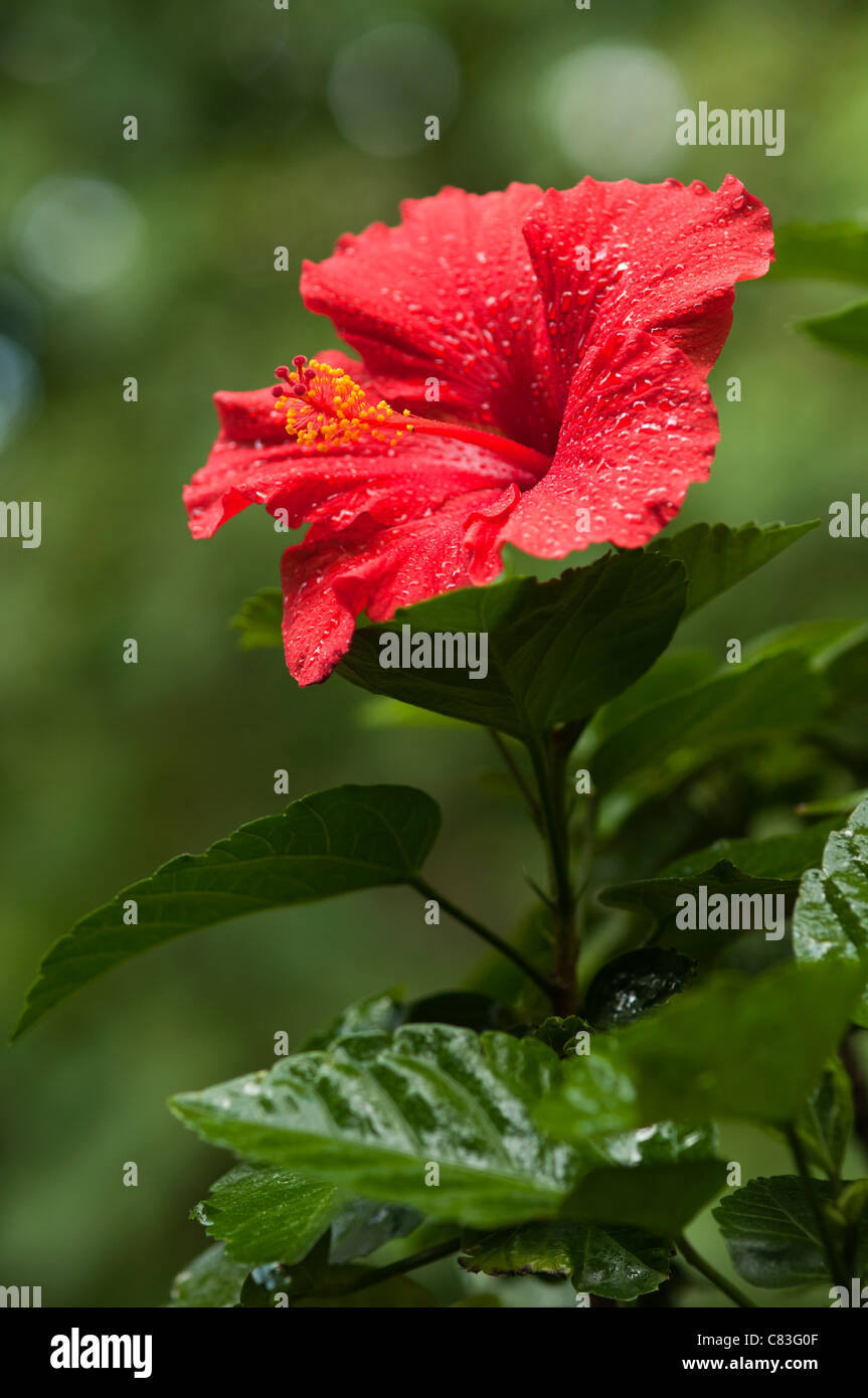 Red Hibiscus bloom Stock Photo Alamy