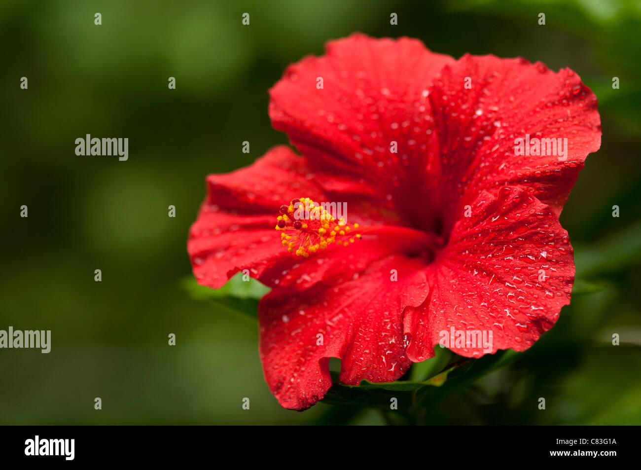 Red Hibiscus bloom Stock Photo Alamy