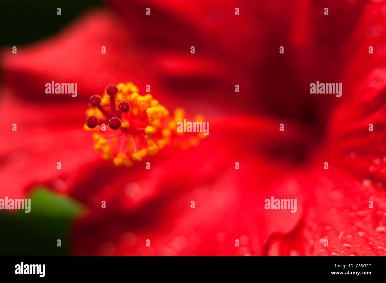 Red Hibiscus bloom Stock Photo Alamy