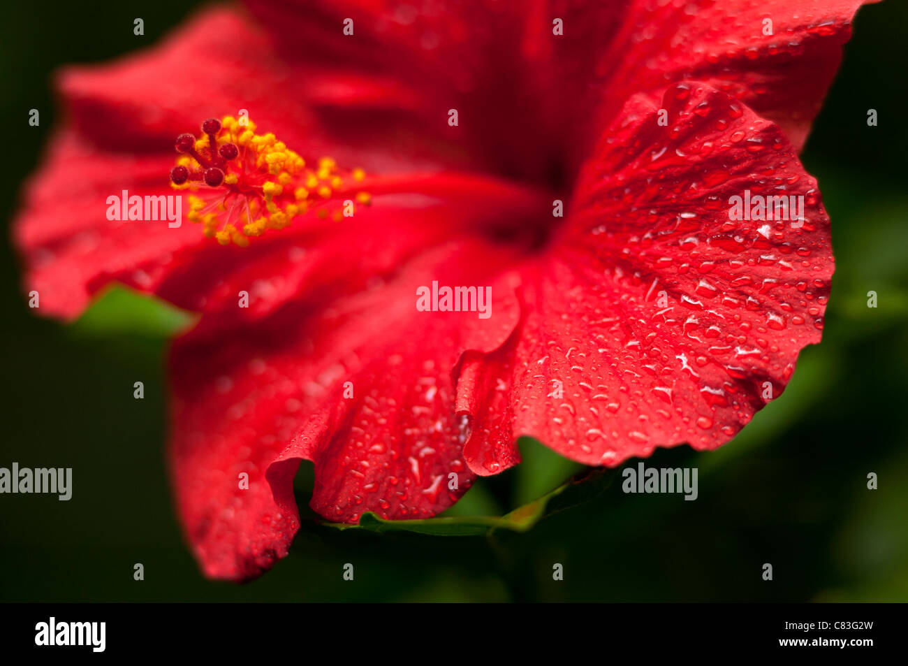 Red Hibiscus bloom Stock Photo Alamy