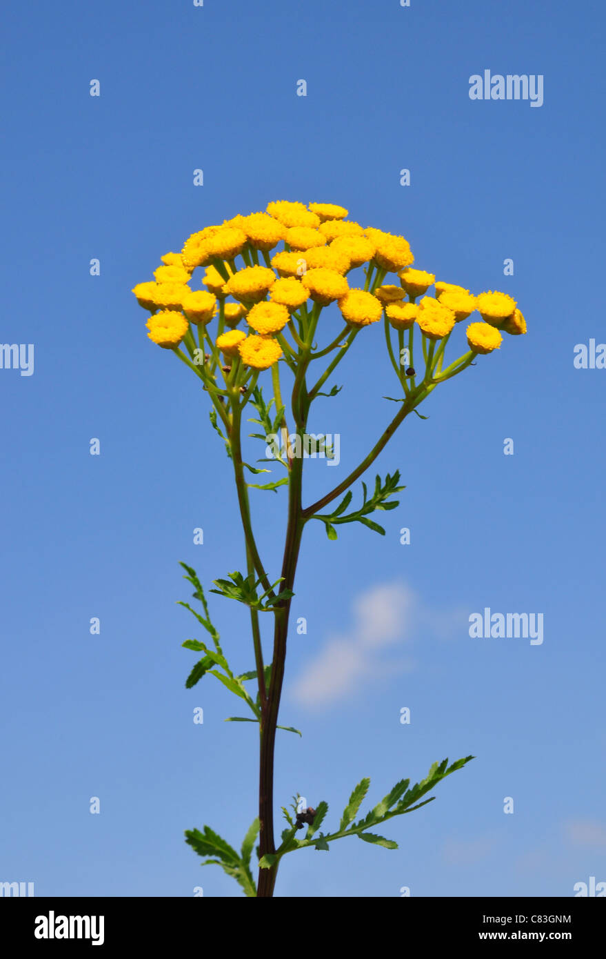 Tansy (Tanacetum vulgare Stock Photo Alamy