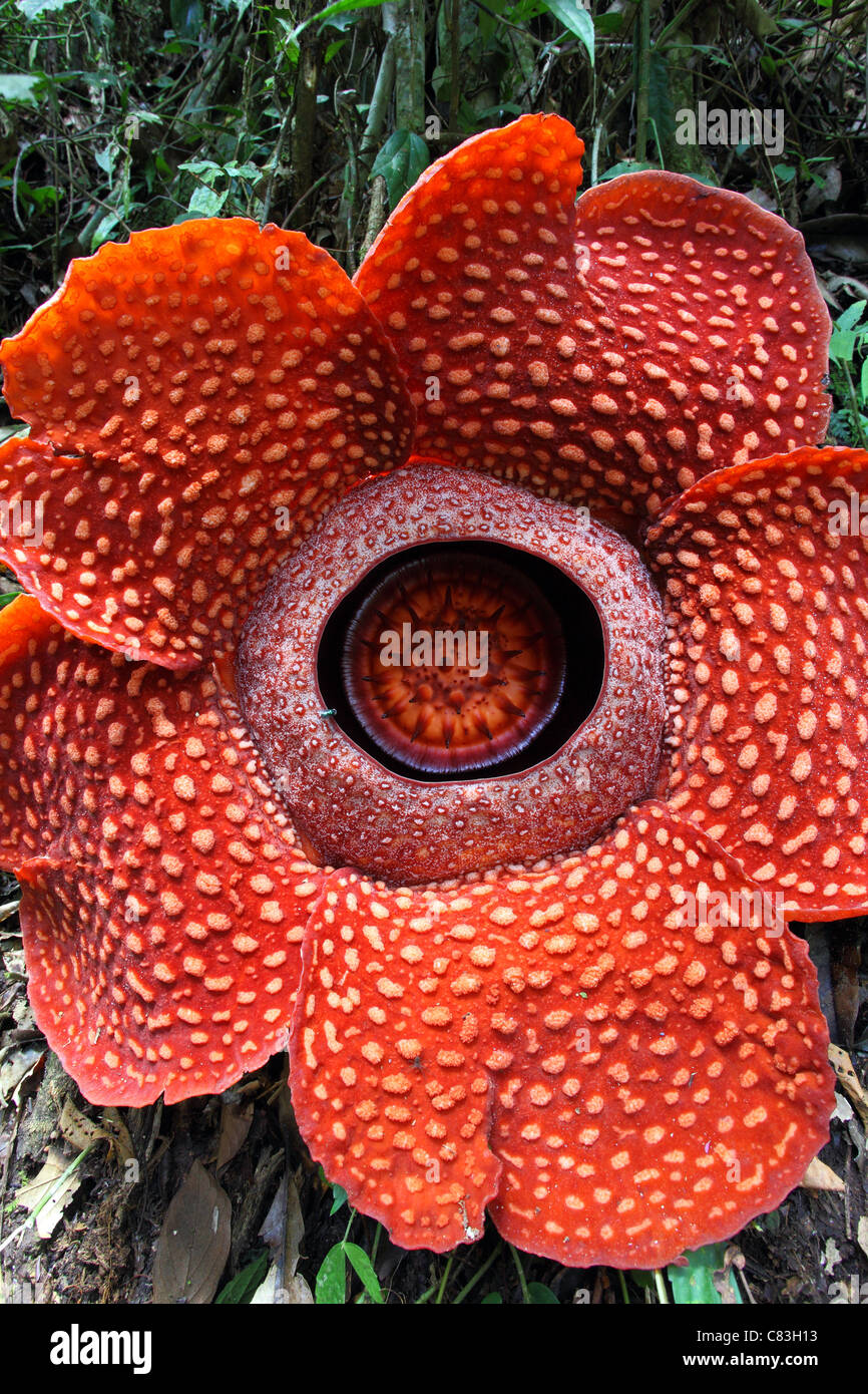 Rafflesia