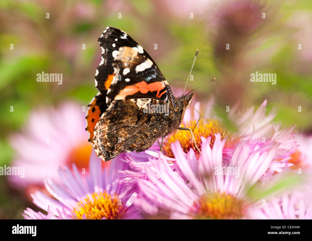 Red Admiral Butterfly Feeding on a Michaelmas Daisy Flower in a Garden in Corbridge Northumberland England United Kingdom UK Stock Photo