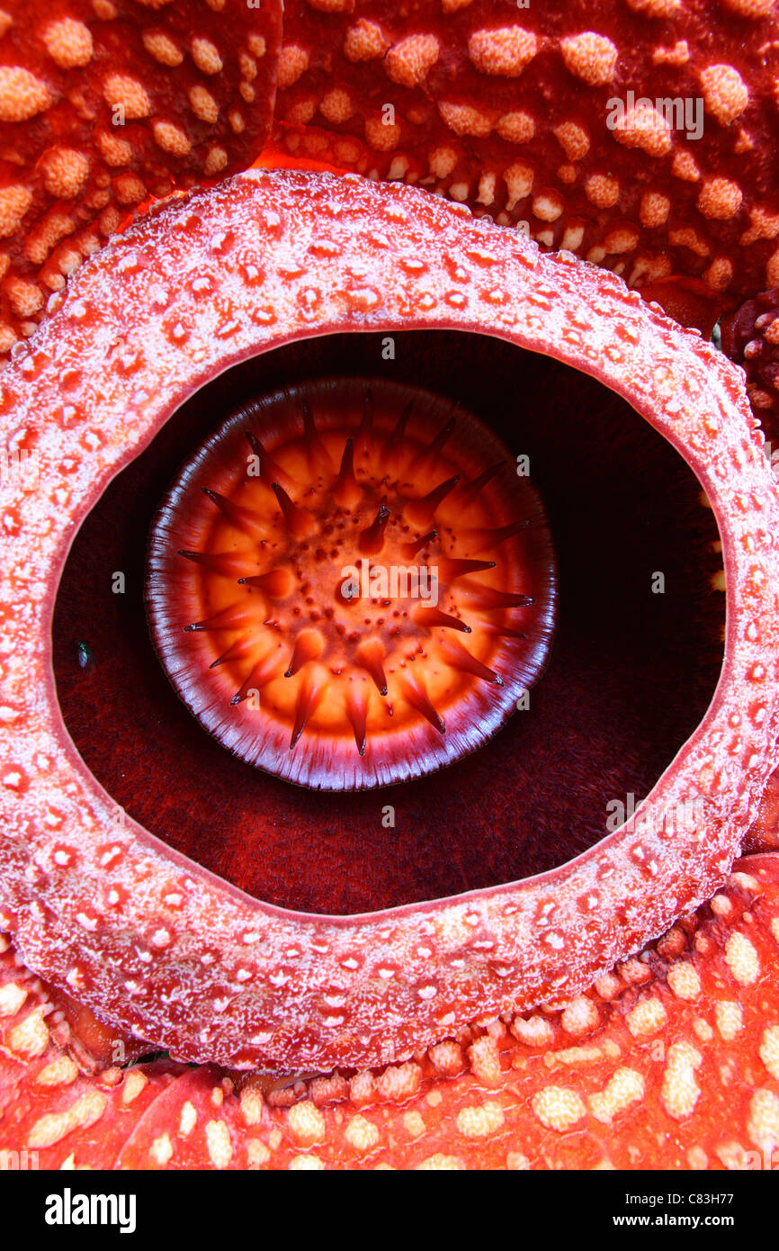 Detail of Rafflesia (Rafflesia arnoldii) flower Stock Photo - Alamy
