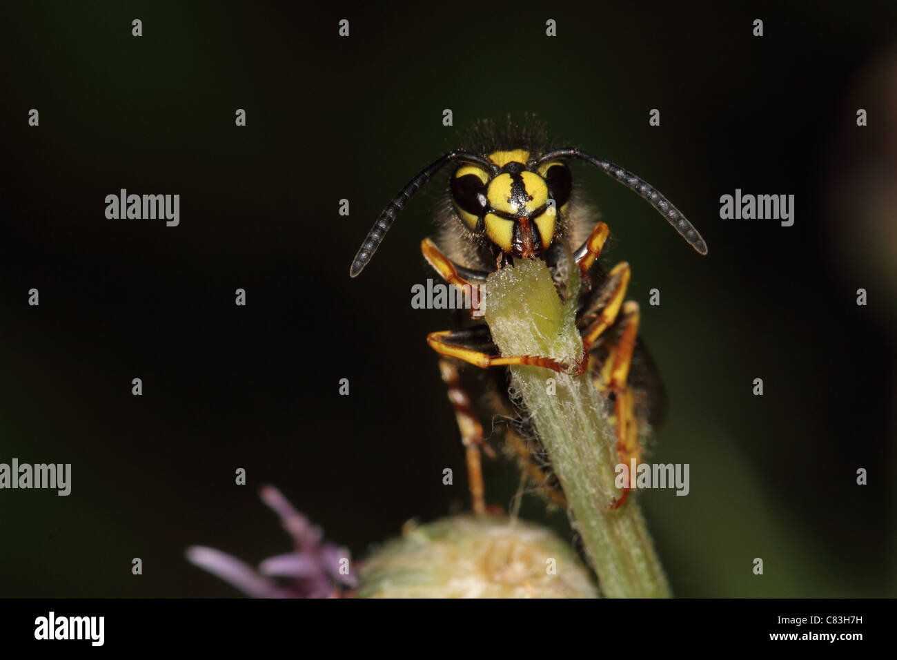 close up macro photo of a wasp landed on plant Stock Photo