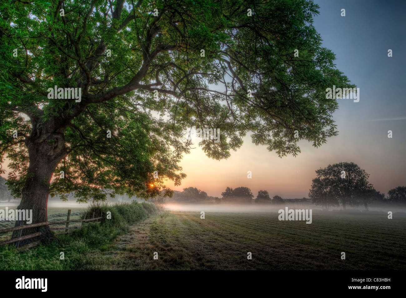 The rising sun shining through tree leaves over a misty field Stock ...