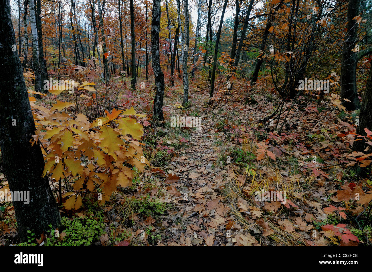 Autumn colors in the forest - late autumn Stock Photo - Alamy